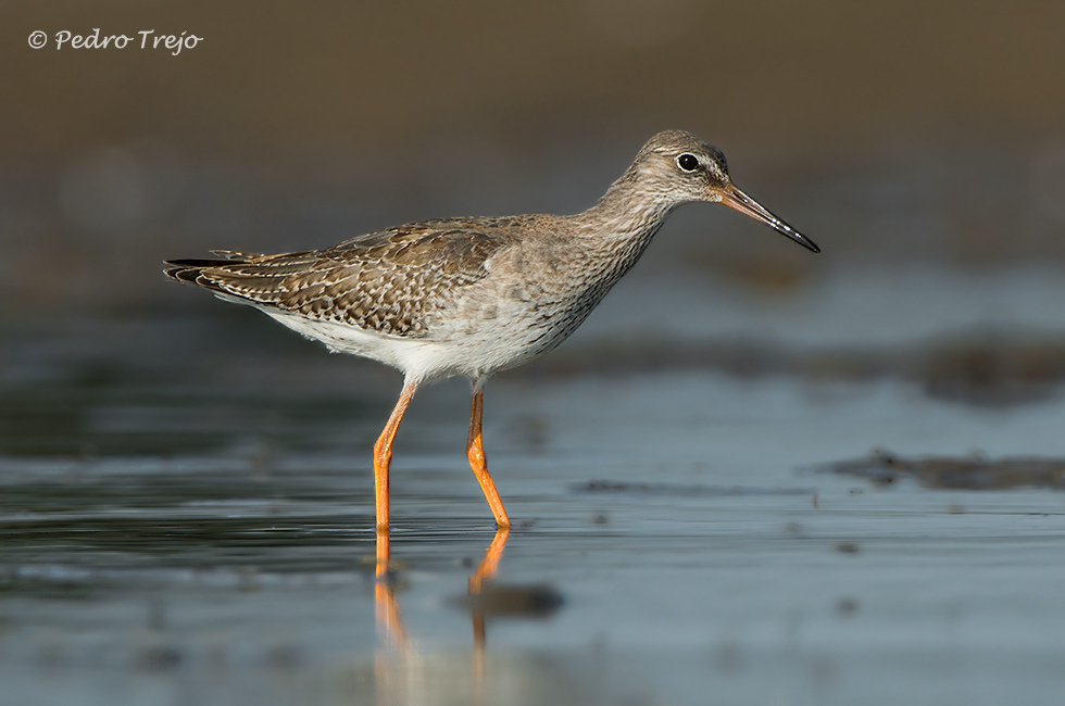 Archibebe común (Tringa totanus)